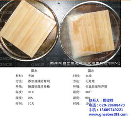 人造皮革防霉防菌 中國領先廠家佳尼斯與銘鎧的專業解決方案